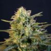Mamba Negra fem. Blimburn Seeds