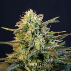 Mamba Negra fem. Blimburn Seeds