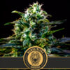 Mamba Negra CBD 3 u. fem. Blimburn Seeds