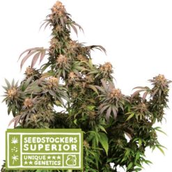 Mandarin Panties fem. Seedstockers Superior