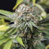 Mango Sapphire 10 ud Humboldt Seed Organization