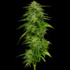 Mango Sherbert 5 u. fem Humbold Seeds Company