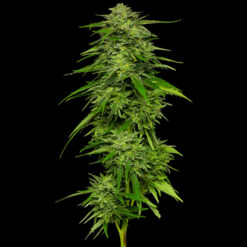 Mango Sherbert 5 u. fem Humbold Seeds Company