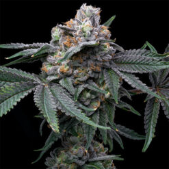 Mango X Hollywood 6 u. fem Cookies Seed Bank