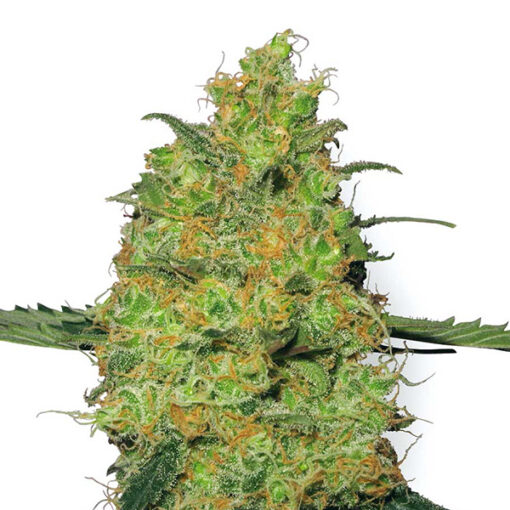 Master Kush fem. White Label
