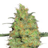 Master Kush fem. Nirvana