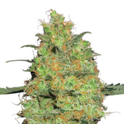 Master Kush fem. Nirvana