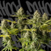 McFly. DaHood Urban Seeds