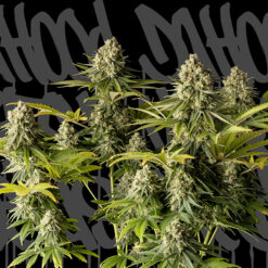 McFly. DaHood Urban Seeds