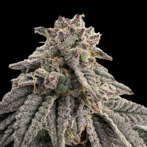 Meat Grinder  5 u. fem One Shot Edition Gratefull Seeds
