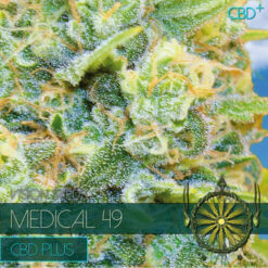 Medical 49 CBD+ 3+1 u. fem. Vision Seeds