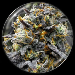Medical Donuts  3 u. fem. Medical seeds