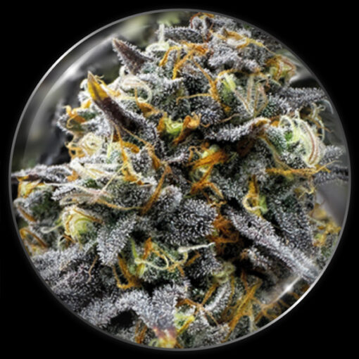 Medical Donuts  3 u. fem. Medical seeds