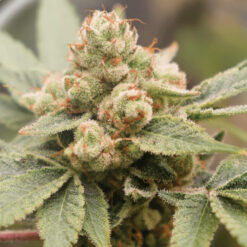 Medical Grape CBD fem. Medical seeds