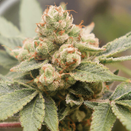 Medical Grape CBD fem. Medical seeds