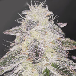 Medical Runntz fem. Medical Seeds