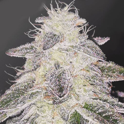 Medical Runntz fem. Medical Seeds