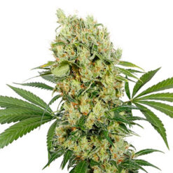 Medikit CBD. Buddha Seeds