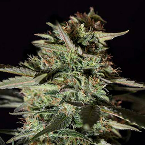 Medizinal CBD fem. Genehtik