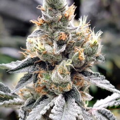 Megasonic fem. Elev8 Seeds