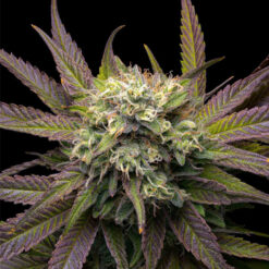 Mela Verde fem. Gratefull Seeds