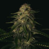 Melon Gum 3 u. fem Pure Instinto
