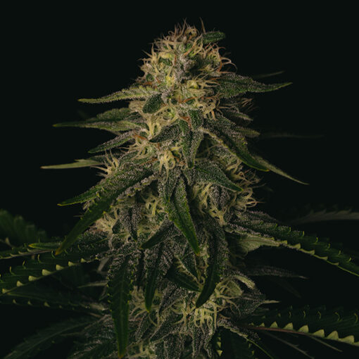 Melon Gum 3 u. fem Pure Instinto