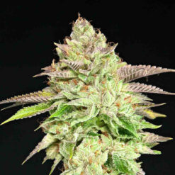 Melon Madness fem. Grateful Seeds