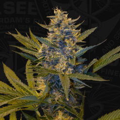 Melonsicle fem. 710 Limited Pack T.H. Seeds.