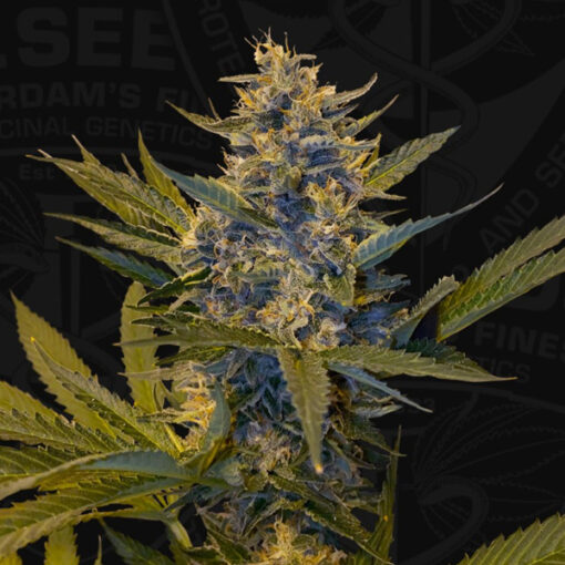 Melonsicle fem. 710 Limited Pack T.H. Seeds.
