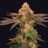 Melted Rainbow fem. One Shot Edition Grateful Seeds