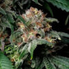 Mendo Breath 10 u. fem. Barney's