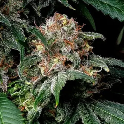 Mendo Breath  3 u. fem. Barney's
