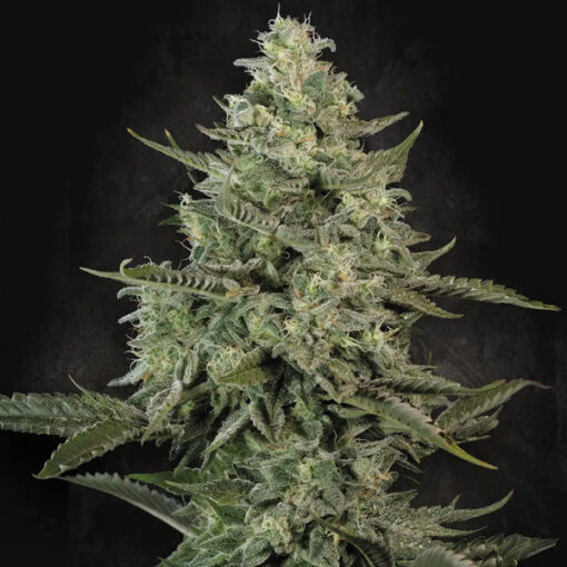 Mendo Creme  3 u. fem. Paradise Seeds