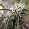 Mendo Gaspack fem. Humboldt Seed Organization