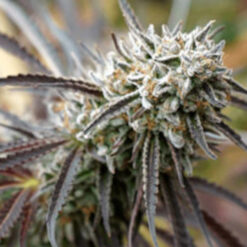 Mendo Gaspack fem. Humboldt Seed Organization