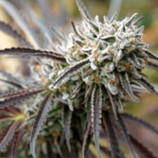 Mendo Gaspack fem. Humboldt Seed Organization