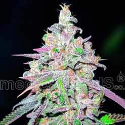 Mendocino Chanel Kush fem. Medical seeds