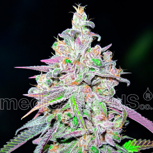 Mendocino Chanel Kush fem. Medical seeds