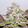 Mendocino Purple Kush fem. Medical seeds