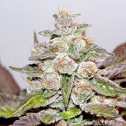 Mendocino Purple Kush fem. Medical seeds