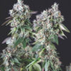 Mendocino Purple Kush 3 u. fem. Pyramid Seeds