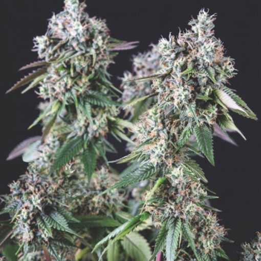 Mendocino Purple Kush 3 u. fem. Pyramid Seeds