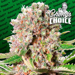 Mendocino Skunk fem. Paradise Seeds