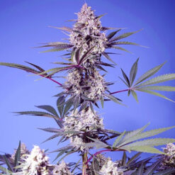 Mental Rainbow F1 Fast Version fem. Sweet Seeds