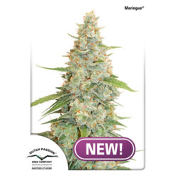 Meringue fem. Dutch Passion