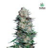 Mexican Airlines Auto fem. FastBuds Seeds