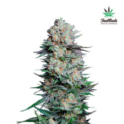 Mexican Airlines Auto fem. FastBuds Seeds