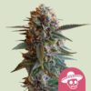 Mexican Rush   3 u. fem. Royal Queen