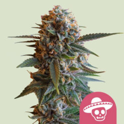 Mexican Rush   3 u. fem. Royal Queen